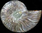 Agatized Ammonite Fossil (Half) #39614-1